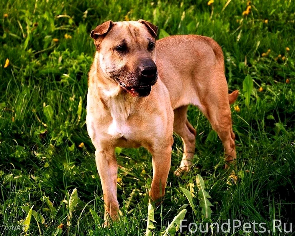 Métis Sharpei Mix Mischling