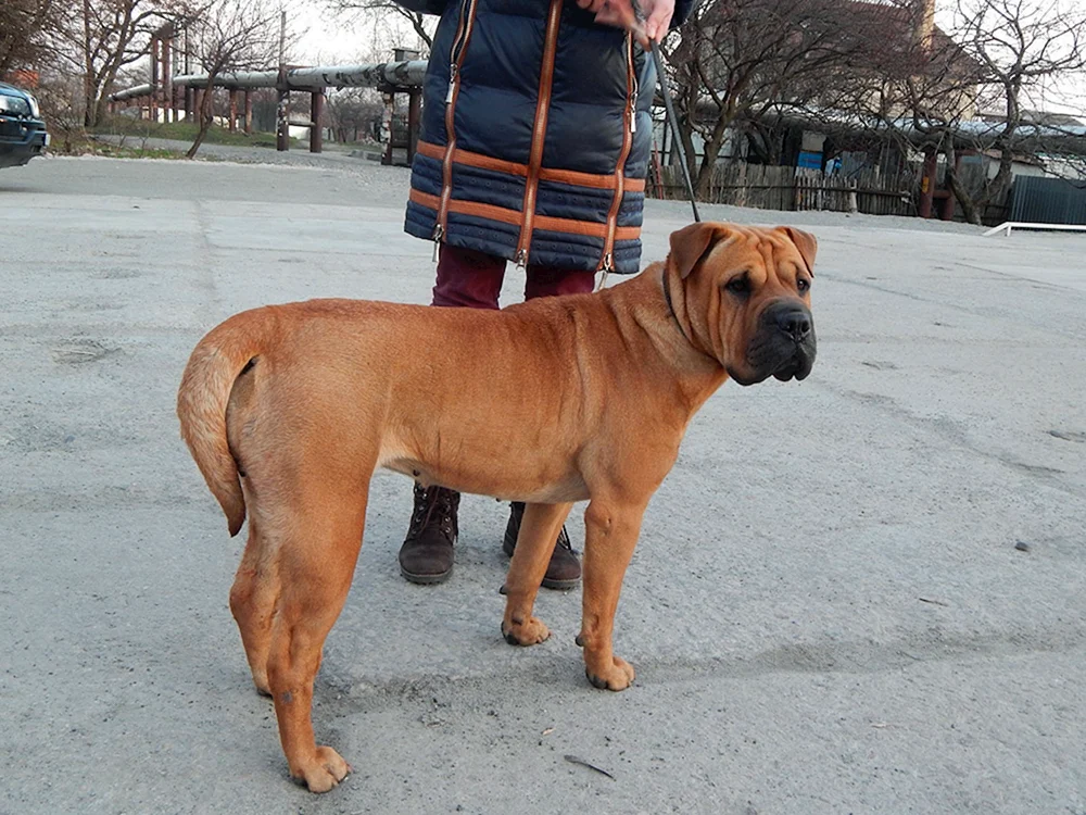 Staffordshire Terrier mit einem Sharpei
