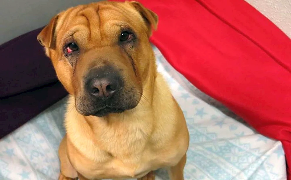 Sharpei und Schäferhund