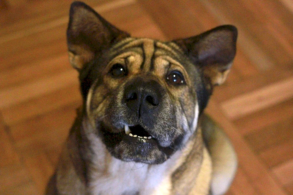 Sharpei und Labrador Labrador