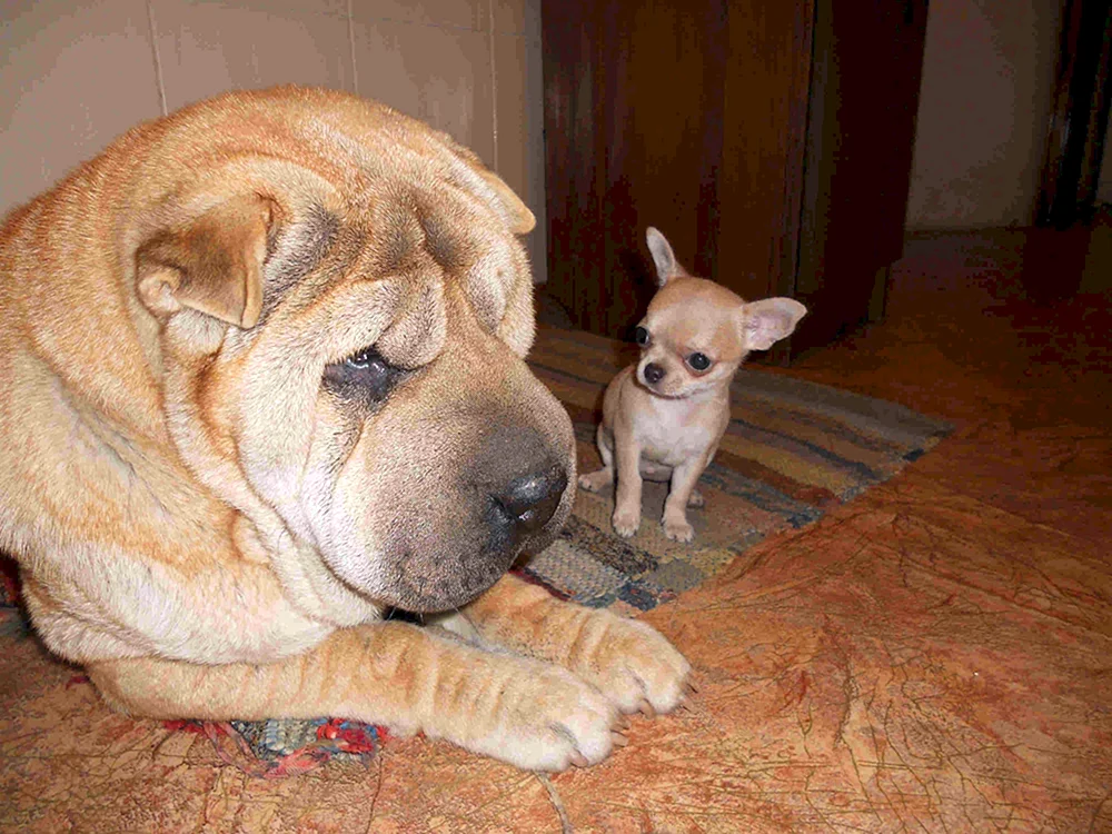 Sharpei gekreuzt mit Labrador