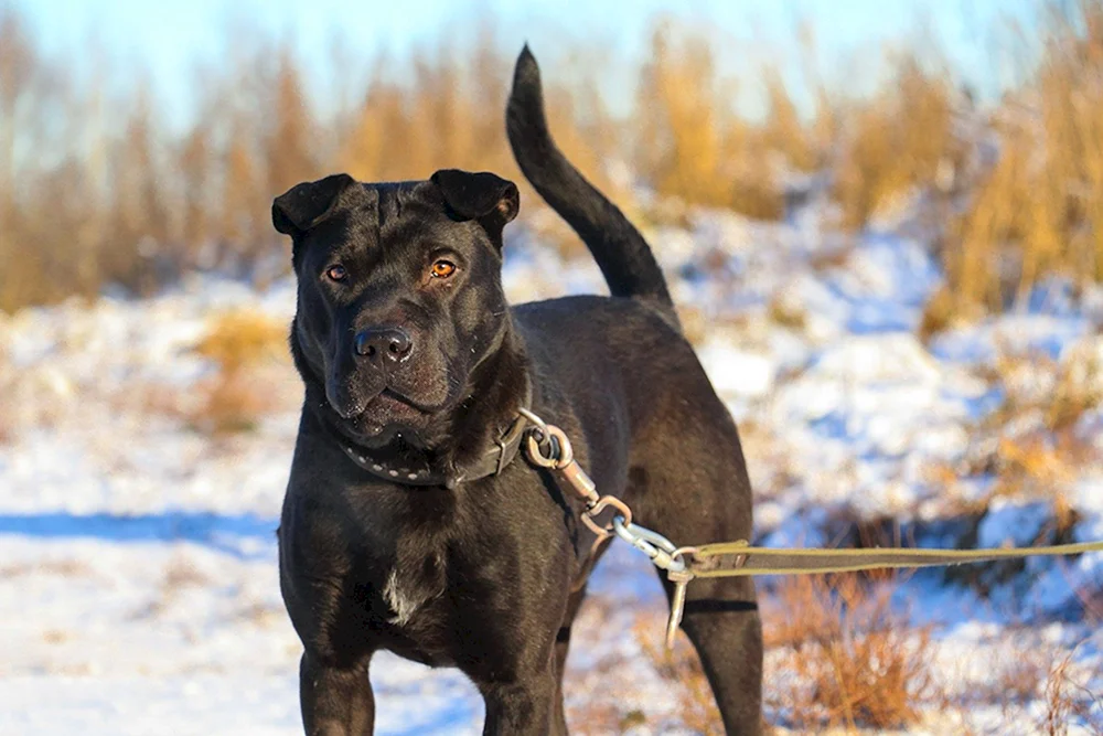 Mestis von Sharpei und Labrador