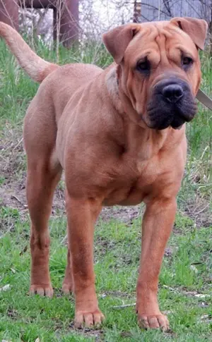Sharpei/Labrador Métis