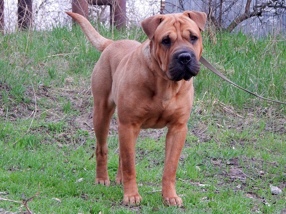 Sharpei/Labrador Métis