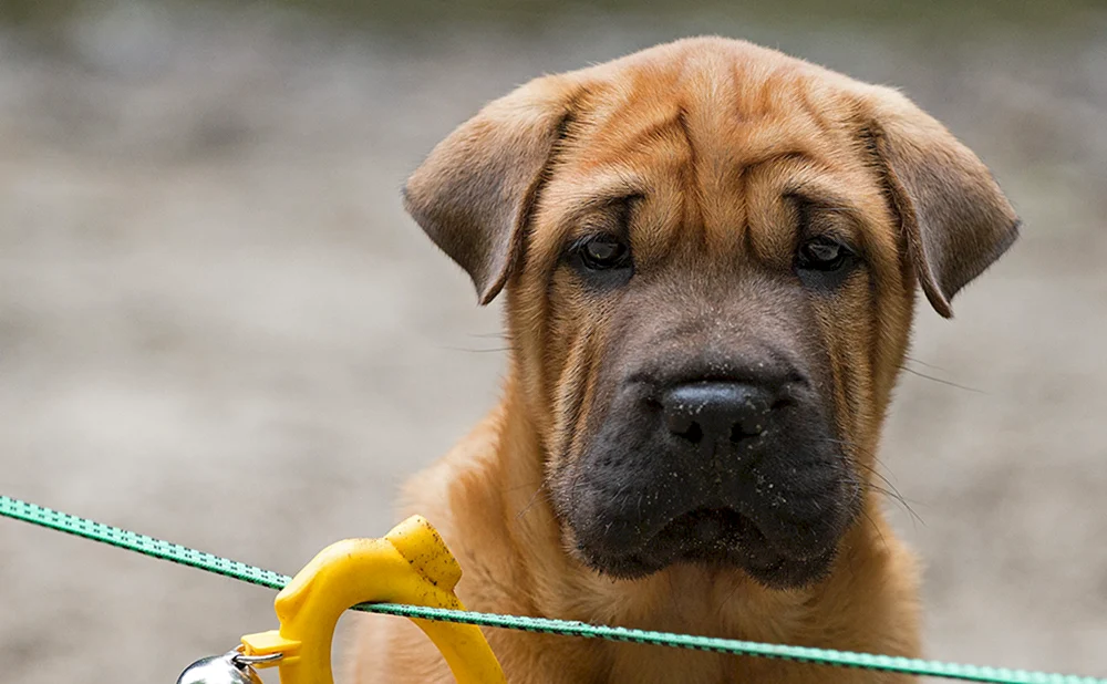 Sharpei/Labrador Métis Sharpei/Labrador Métis Sharpei