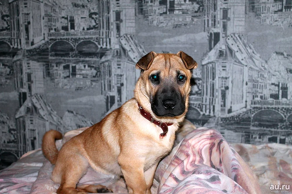 Métis Sharpei