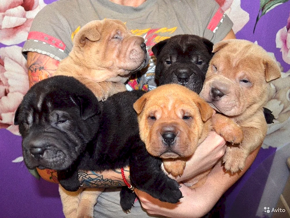 Sharpei und Cocker Spaniel