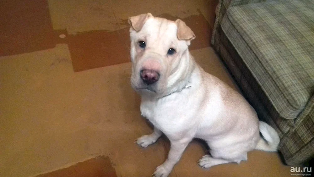 Sharpei und Labrador Mix. Alabai