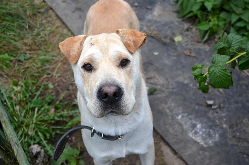 Mestis von Sharpei und Labrador
