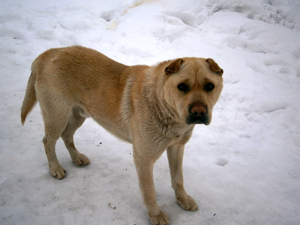 Mestis von Sharpei und Husky