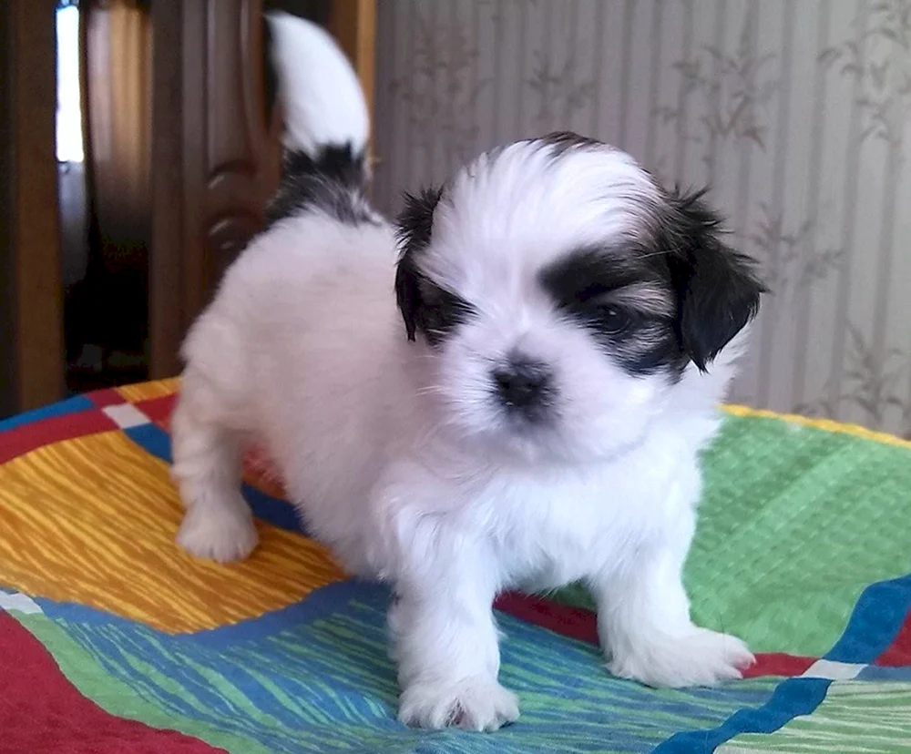 Mestiz shih tzu