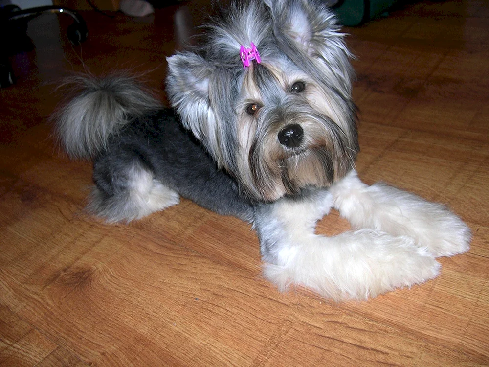 Shih Tzu und Yorkie métis