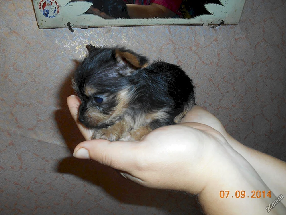 Yorkie und Yorkie Mix