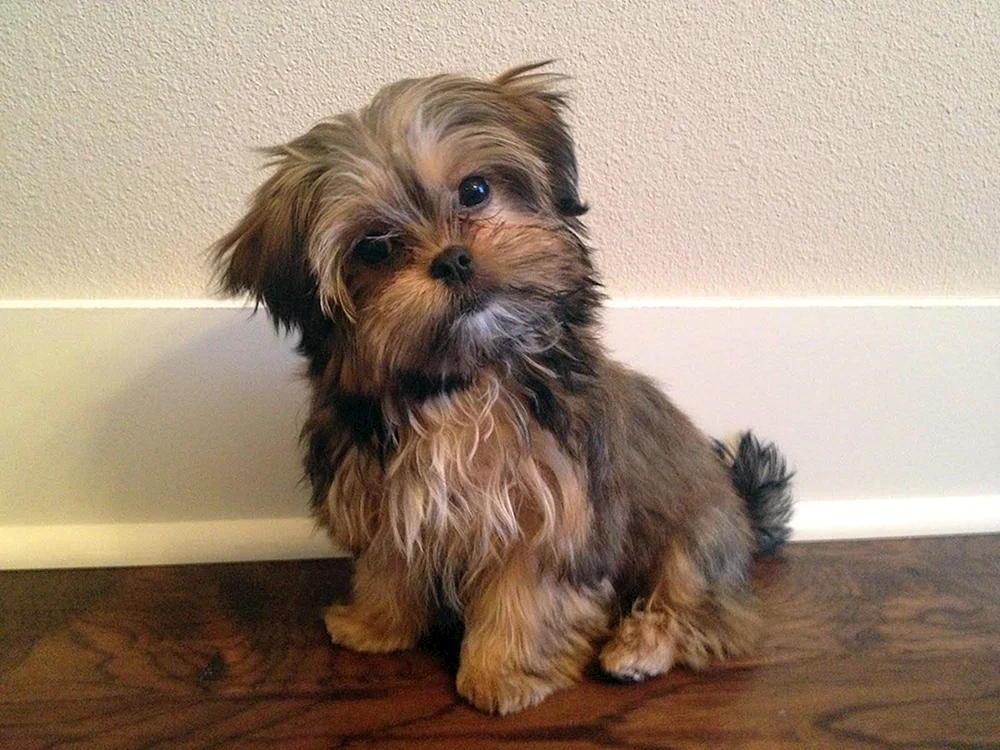 Yorkie und Spitz Mix