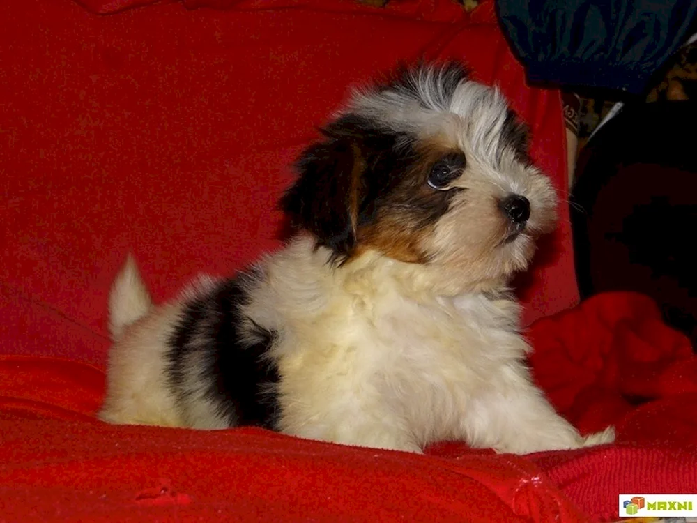 Mestiz shih tzu und Yorkie