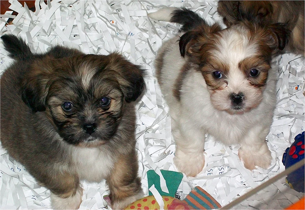 Mestiz shih tzu und Yorkie