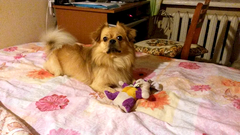Spitz und Pekingese Métis