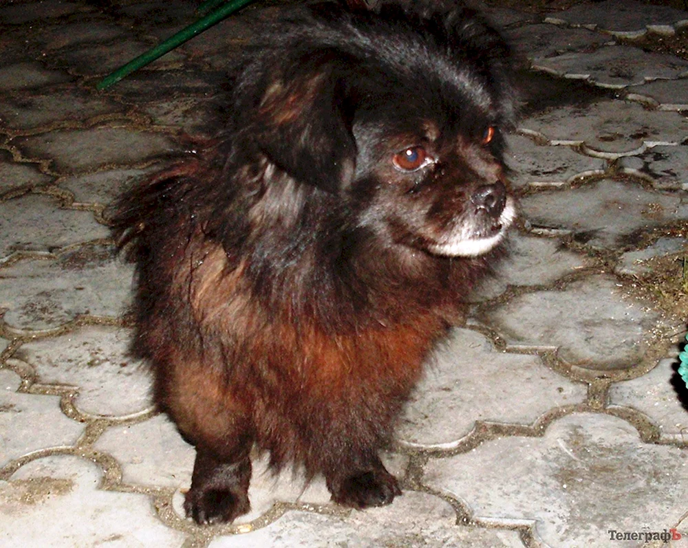 Pekingese Hine