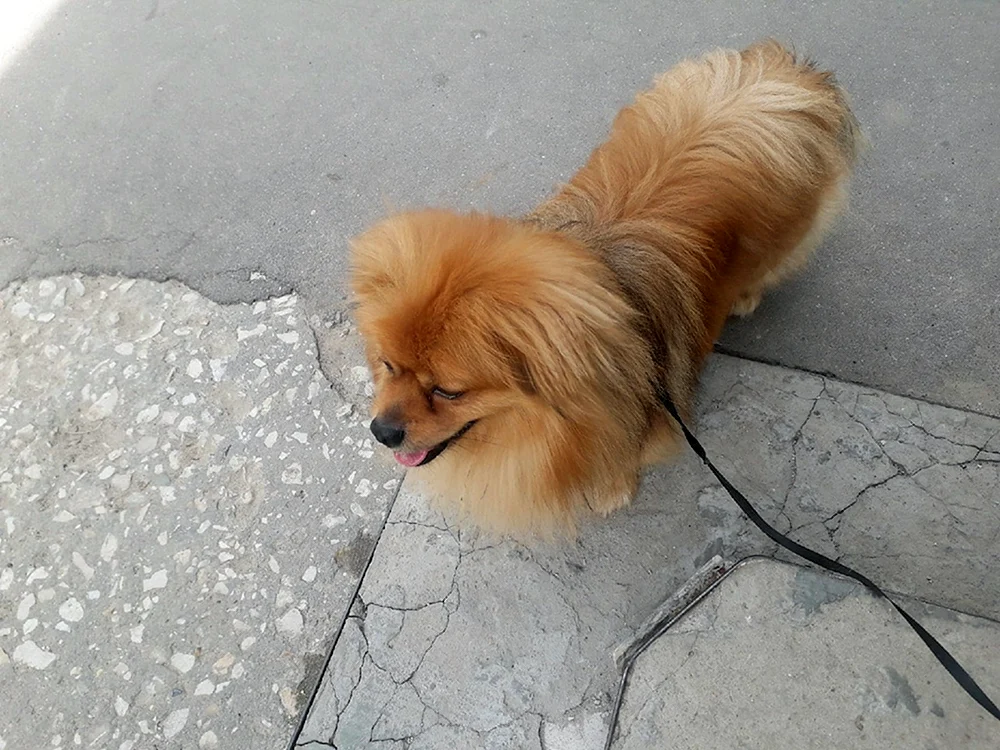 Spitz und Pekingese Métis