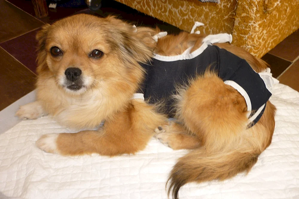 Pekingese Métis