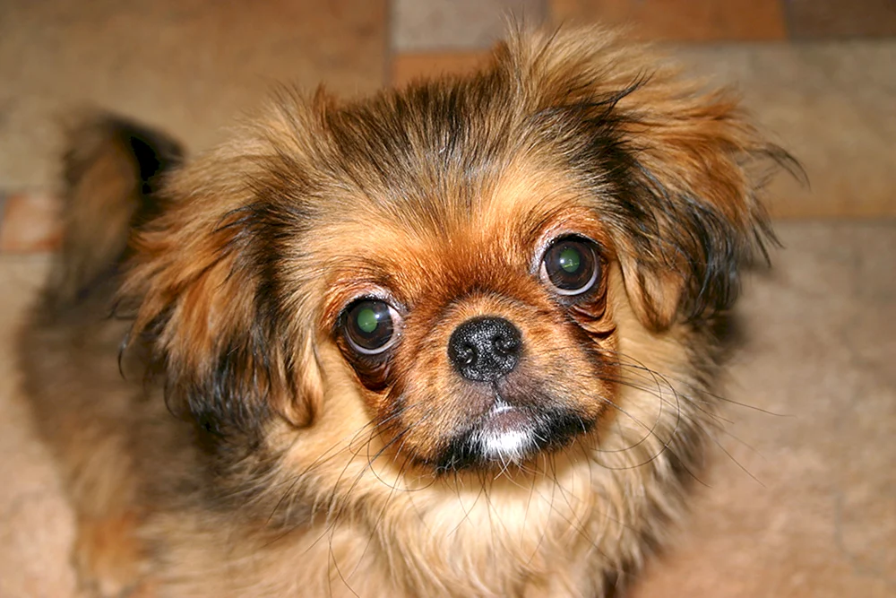 Pekinesen-Pomeranian