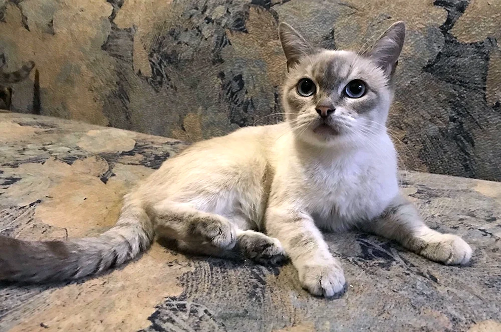 Siamkatze und Balinesen mestizo