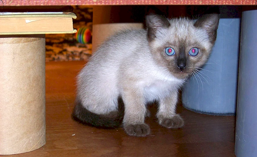 Siamkatze Métis Katze