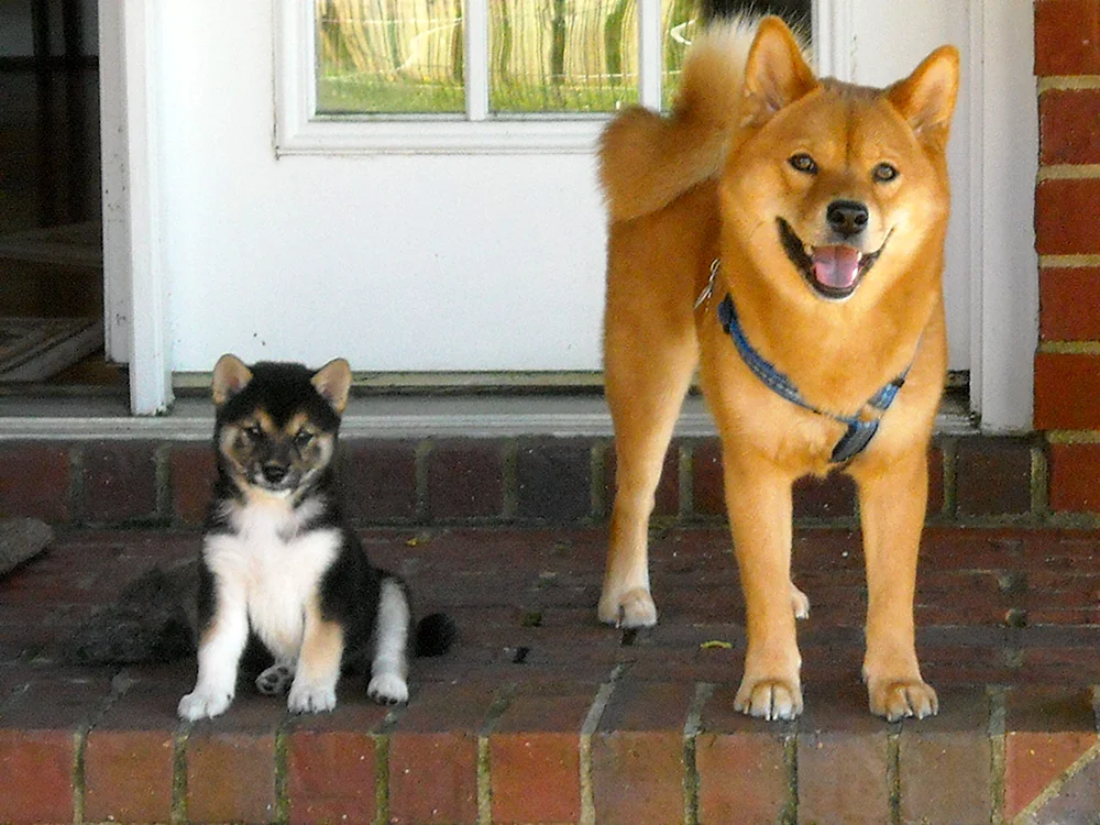 Akita mestizo Akita inu