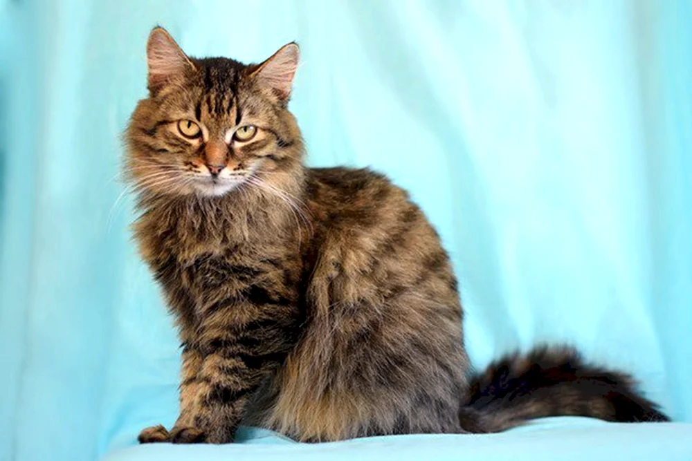 Tiger Katzenrasse