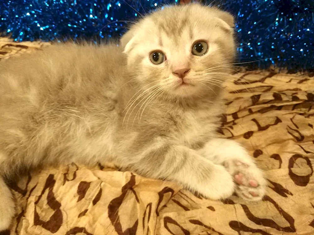 Maine Coon