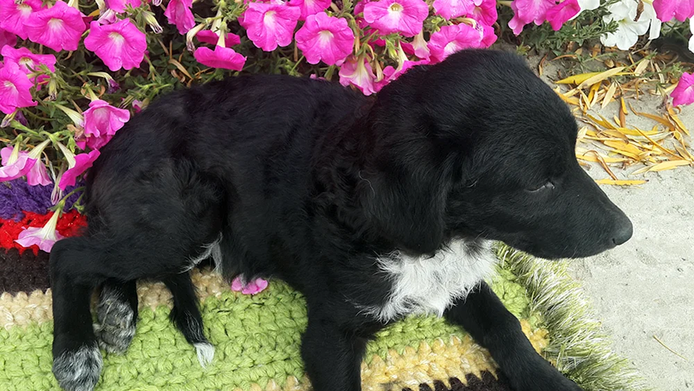 Spaniel und Husky mestizo