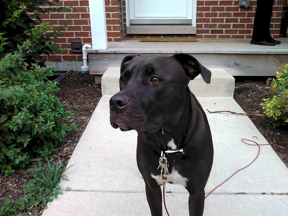 Stafford und Labrador-Mix