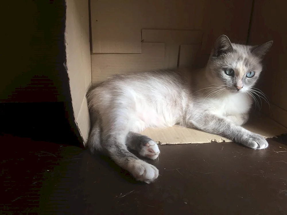 Thailändische Katze mestizo