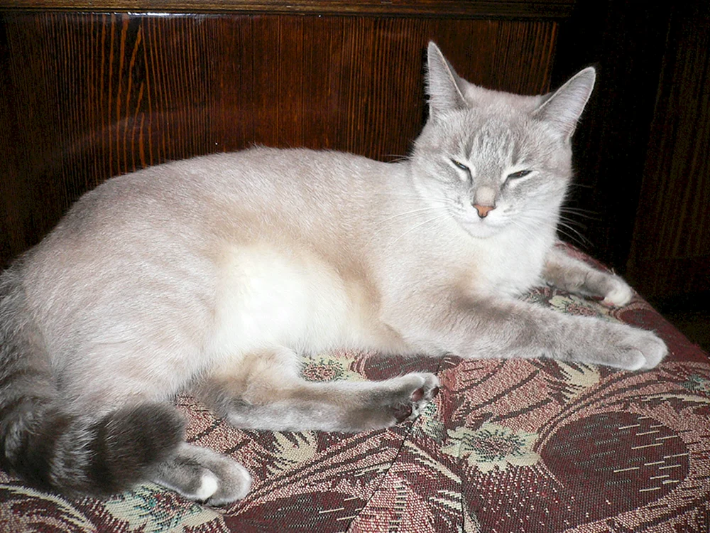 Thailändische Katze mestizo