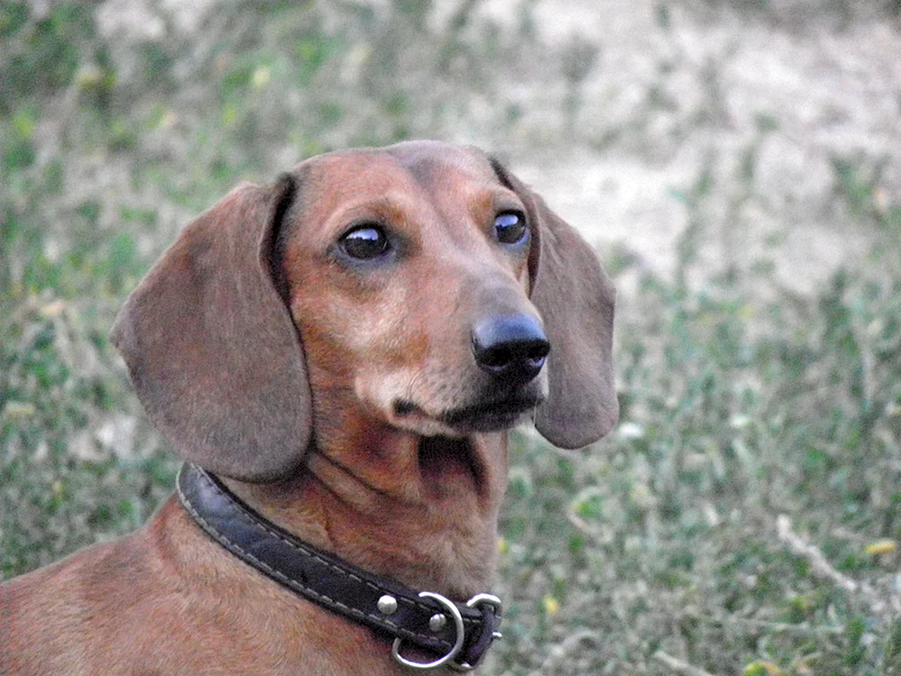 Zwergpinscher-Mischling
