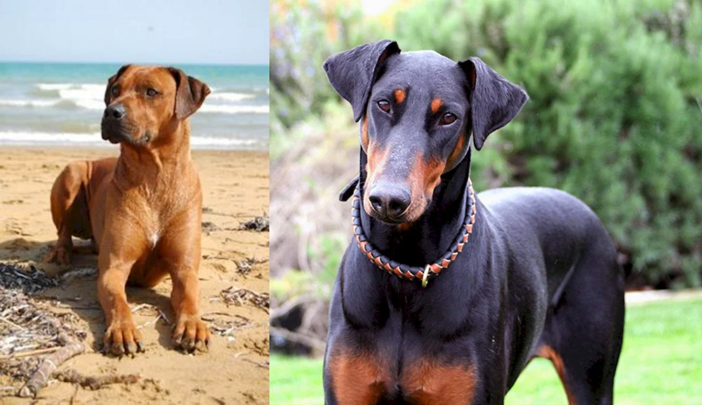 Boobie und Dobermann métisStaff und Dobermann