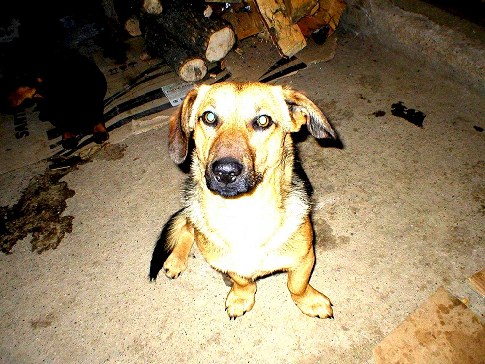 Dackel und Schäferhund-Mischling