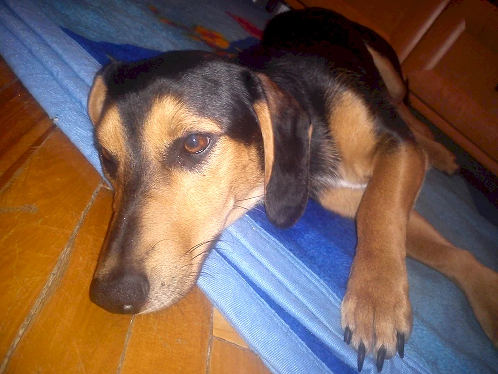 Dackel und Mischling
