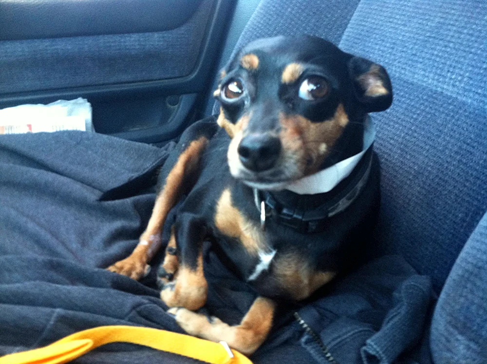 Cvergpinscher métis