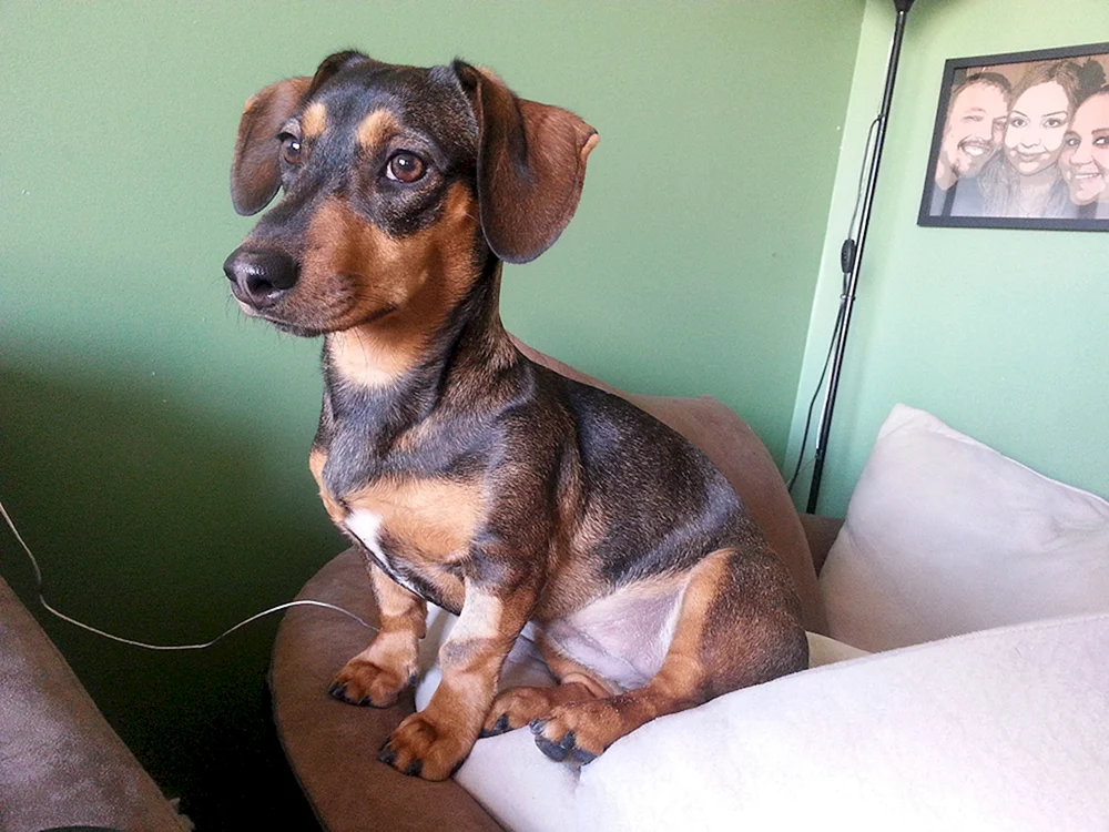 Cvergpinscher Russell métis
