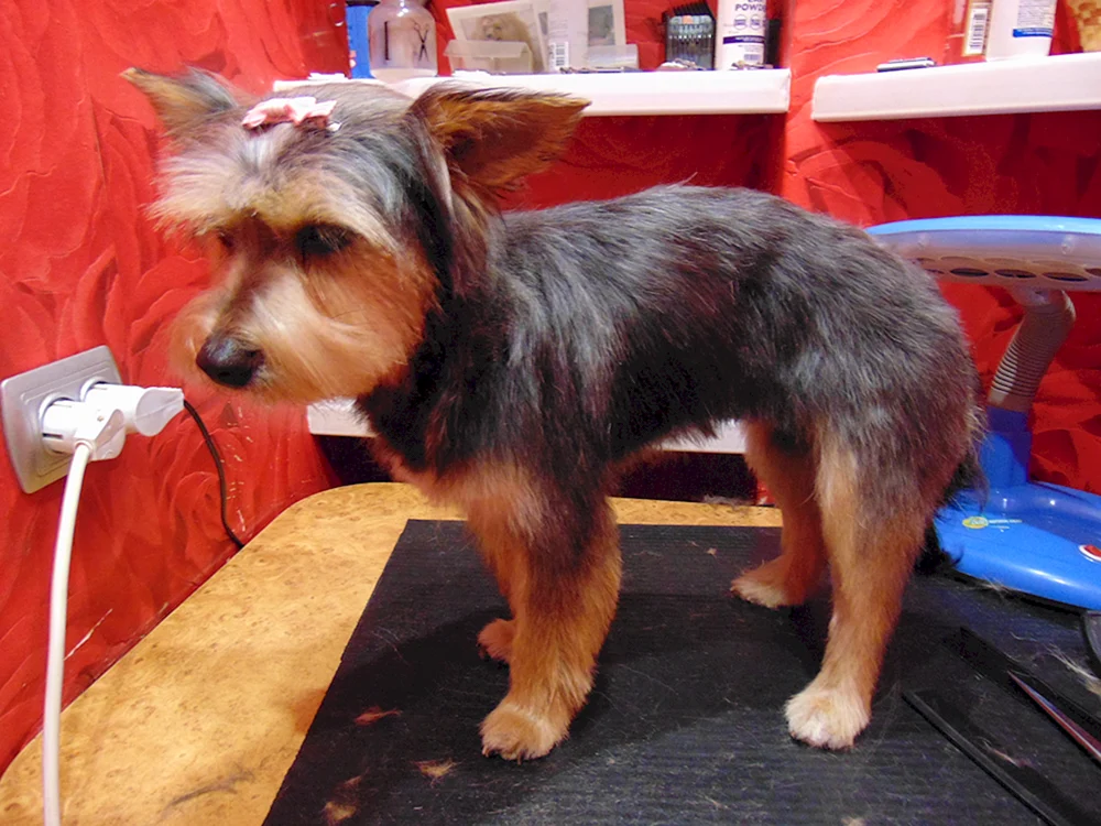 Yorkshire Terrier métis