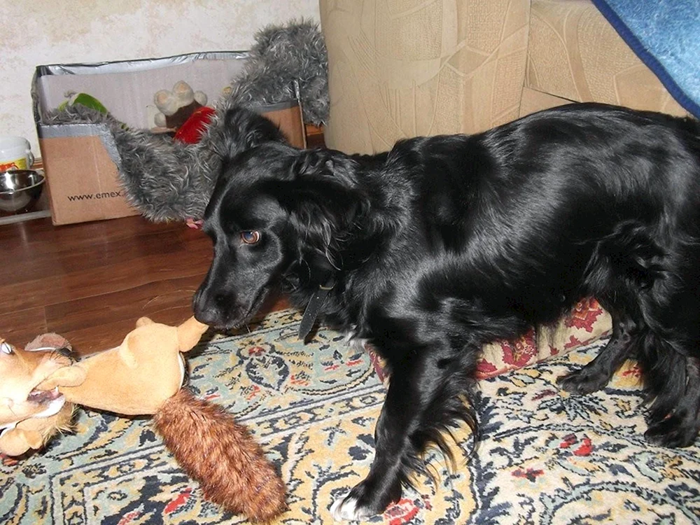 Dackel und Cockerspaniel mestizo