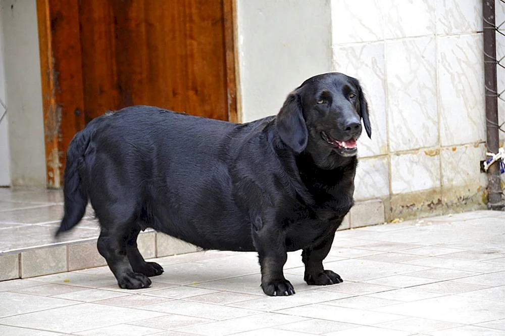 Collie-MixMetis Cane Corso und Labrador