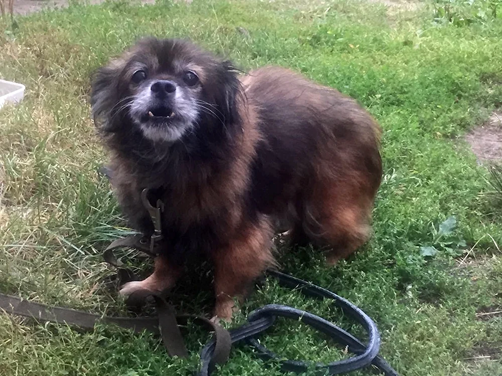 Tibetan Spaniel und Pekinese Pekinese und Corgi