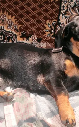 Dackel und Pinscher
