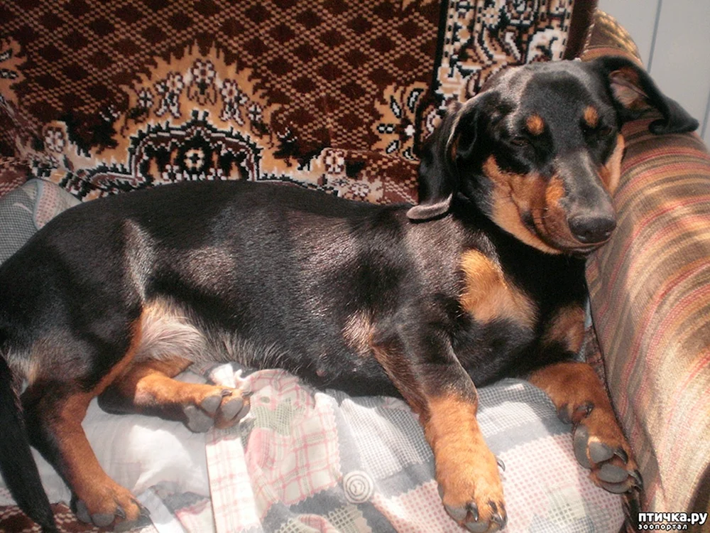 Dackel und Pinscher