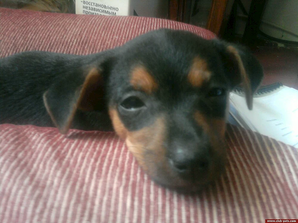 Dackel und Pinscher Métis