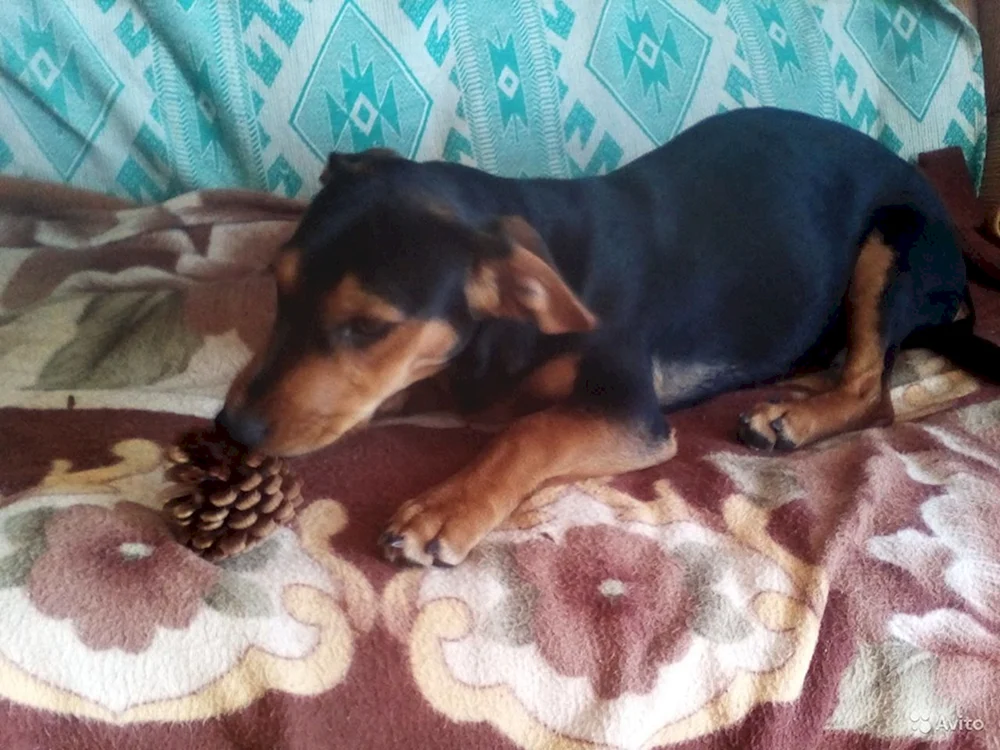 Dackel und Pinscher Métis