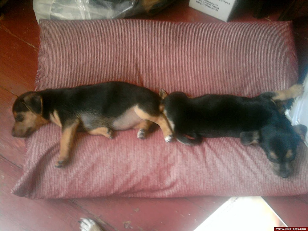Métis Dackel und Toy Terrier