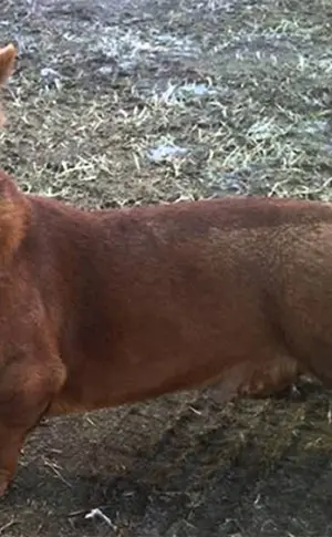 Pitbull und Dackel métis